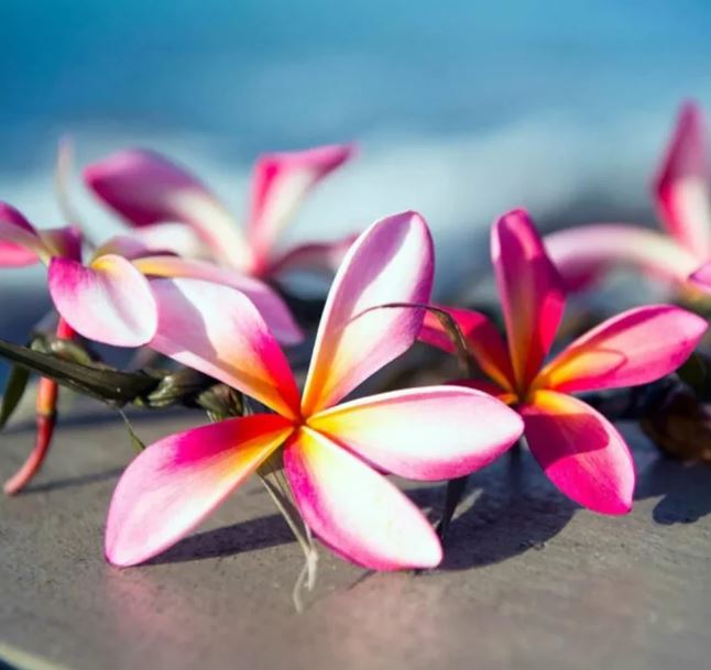 Cream Jar Candle - Tiki Beach Flower