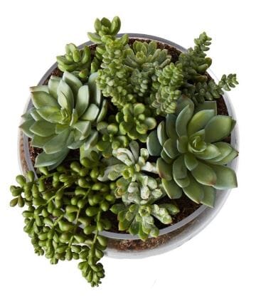 Rogue Succulent Mix - Scarlett Bowl 27cm Artificial Plants The Cooks Kitchen