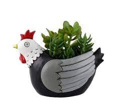 Rikaro - Baby Chook Black & White Planter Vases & Planters The Cooks Kitchen
