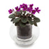 Cup O Flora Small Self-watering Pot Vases & Planters The Cooks Kitchen 