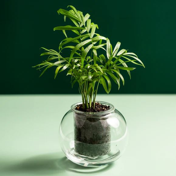 Cup O Flora Medium Self-watering Pot
