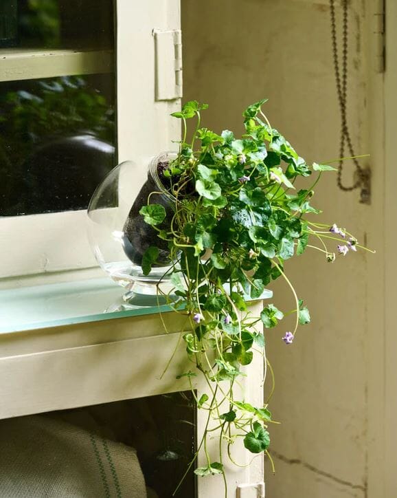 Cup O Flora Medium Tilt Self-watering Pot Vases & Planters The Cooks Kitchen 