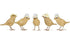 Dcuk Buzzy Bee Garden Birds Assorted Home Decor The Cooks Kitchen 