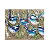 Blue Wrens Hard Backed Placemats