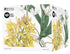 Maxwell & Williams Royal Botanic Gardens - Australian Orchids Planters Set Of 2 - Yellow & White
