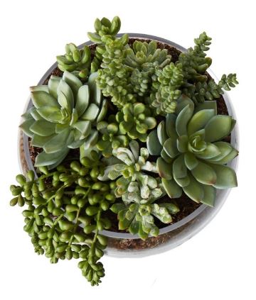 Rogue Succulent Mix - Scarlett Bowl 27cm