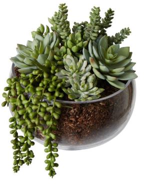 Rogue Succulent Mix - Scarlett Bowl 27cm