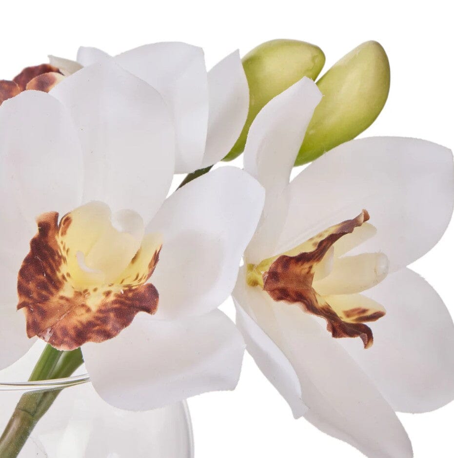 Rogue Cymbidium-glass Vase White Artificial Plants The Cooks Kitchen 