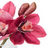 Rogue Cymbidium-glass Vase Burgundy Artificial Plants The Cooks Kitchen 