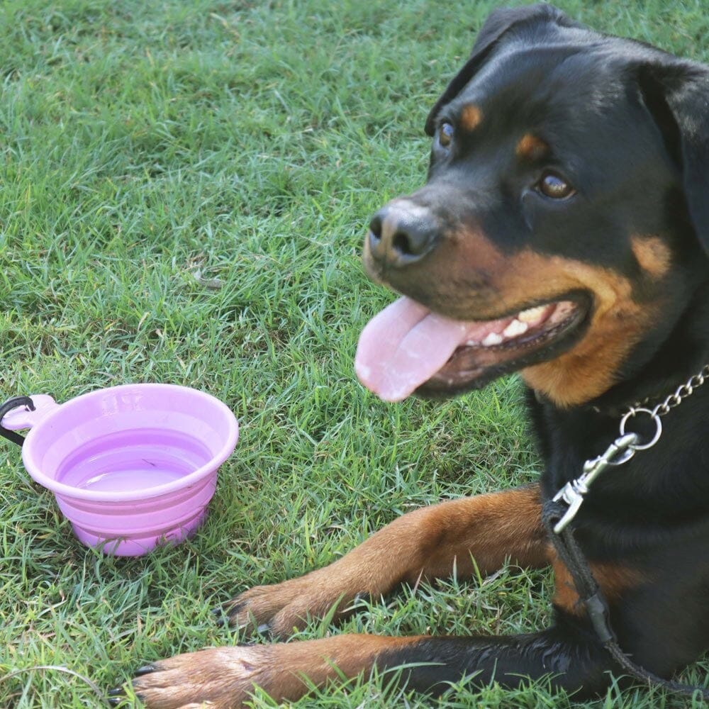 White Magic Collapsible Travel Pet Bowl Picnicware The Cooks Kitchen Mandurah 