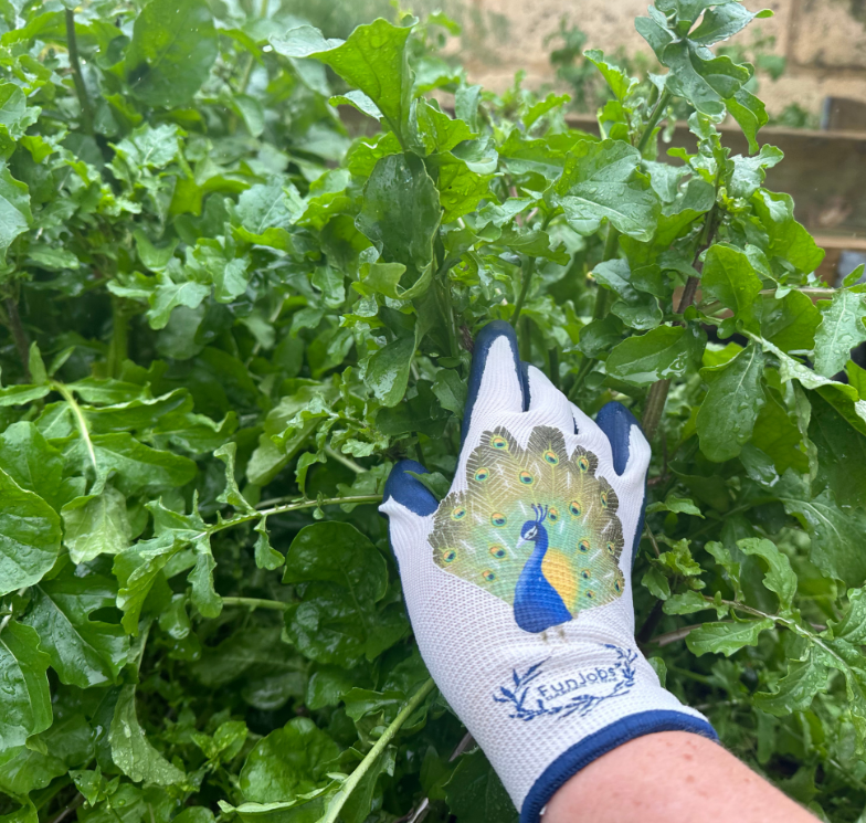 Funjobs Peacock Garden Gloves - Medium